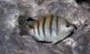 Seargent major caught from a rock near Puetecitos Baja 1980 