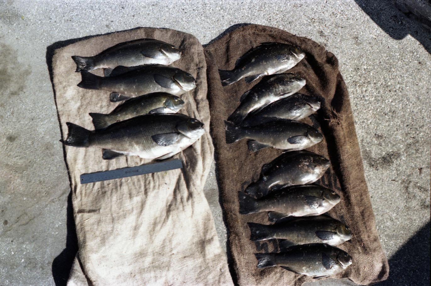 Quite the haul of opaleye caught from the Redondo Breakwall using algae 1980