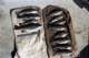 Quite the haul of opaleye caught from the Redondo Breakwall using algae 1980