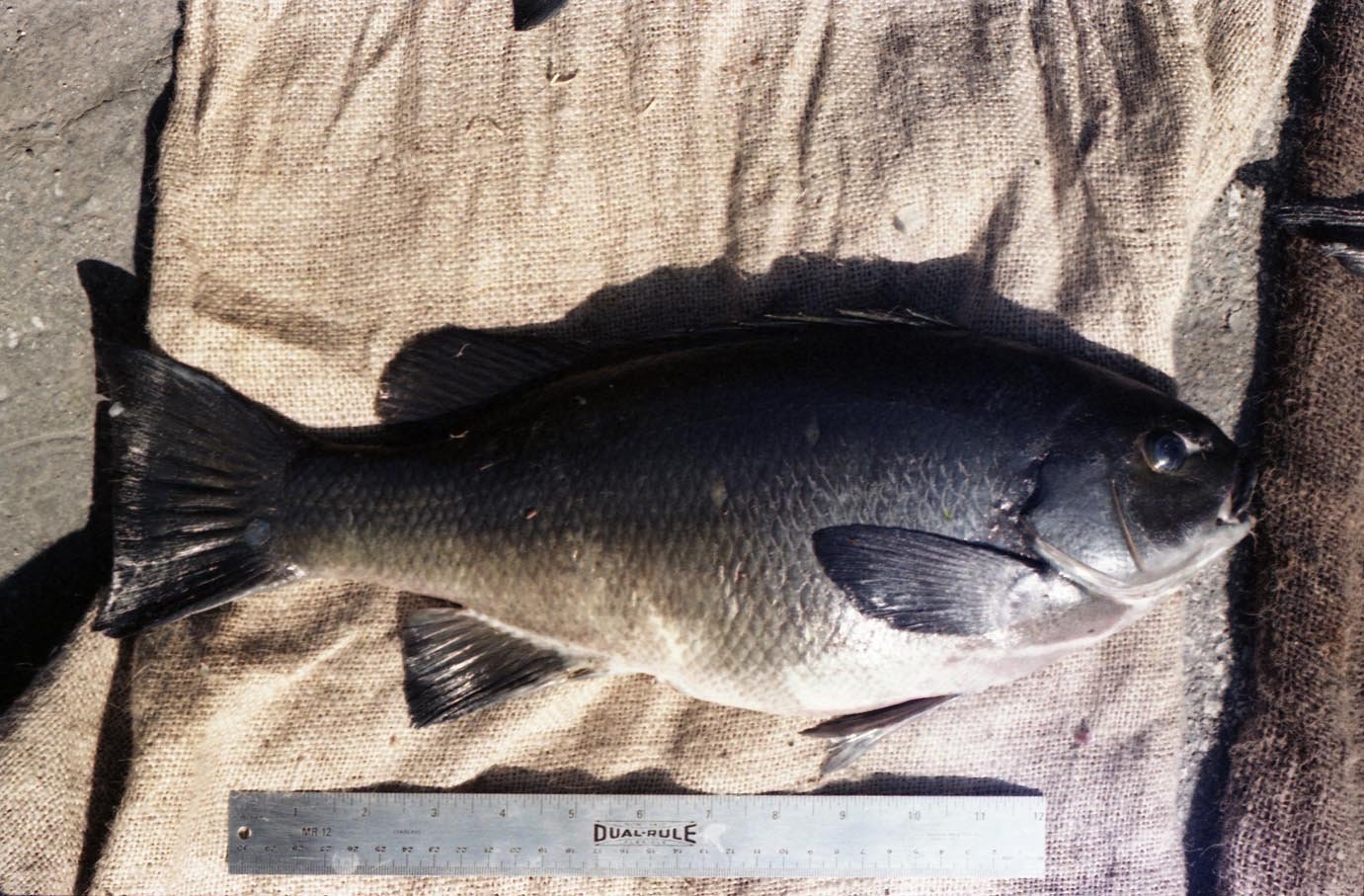 Big opaleye caught from the Redondo breakwall 1980