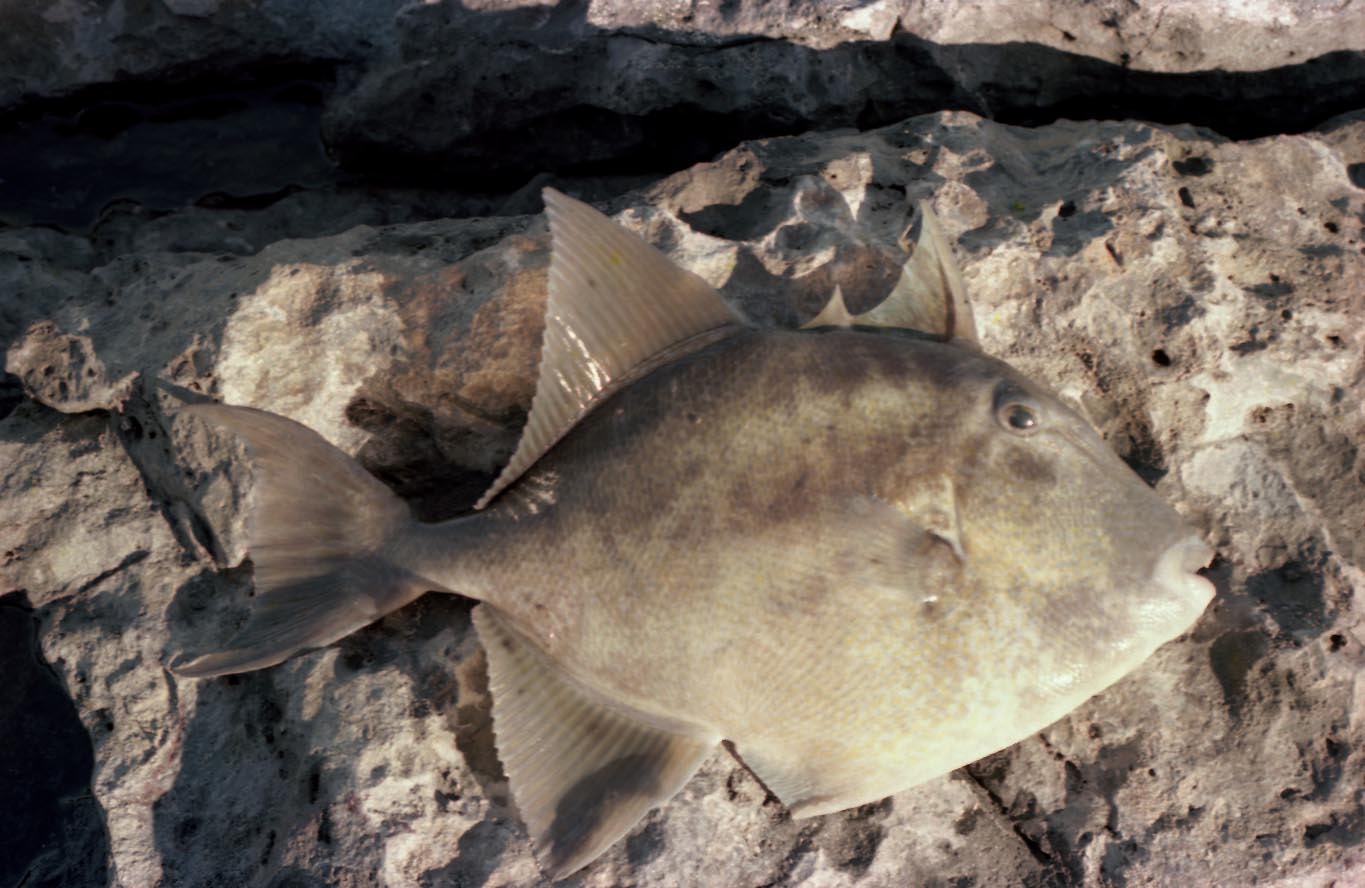 Triggerfish caught from a rock in the Sea of Cortez near Puertecitos Baja 1980 