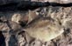 Triggerfish caught from a rock in the Sea of Cortez near Puertecitos Baja 1980 