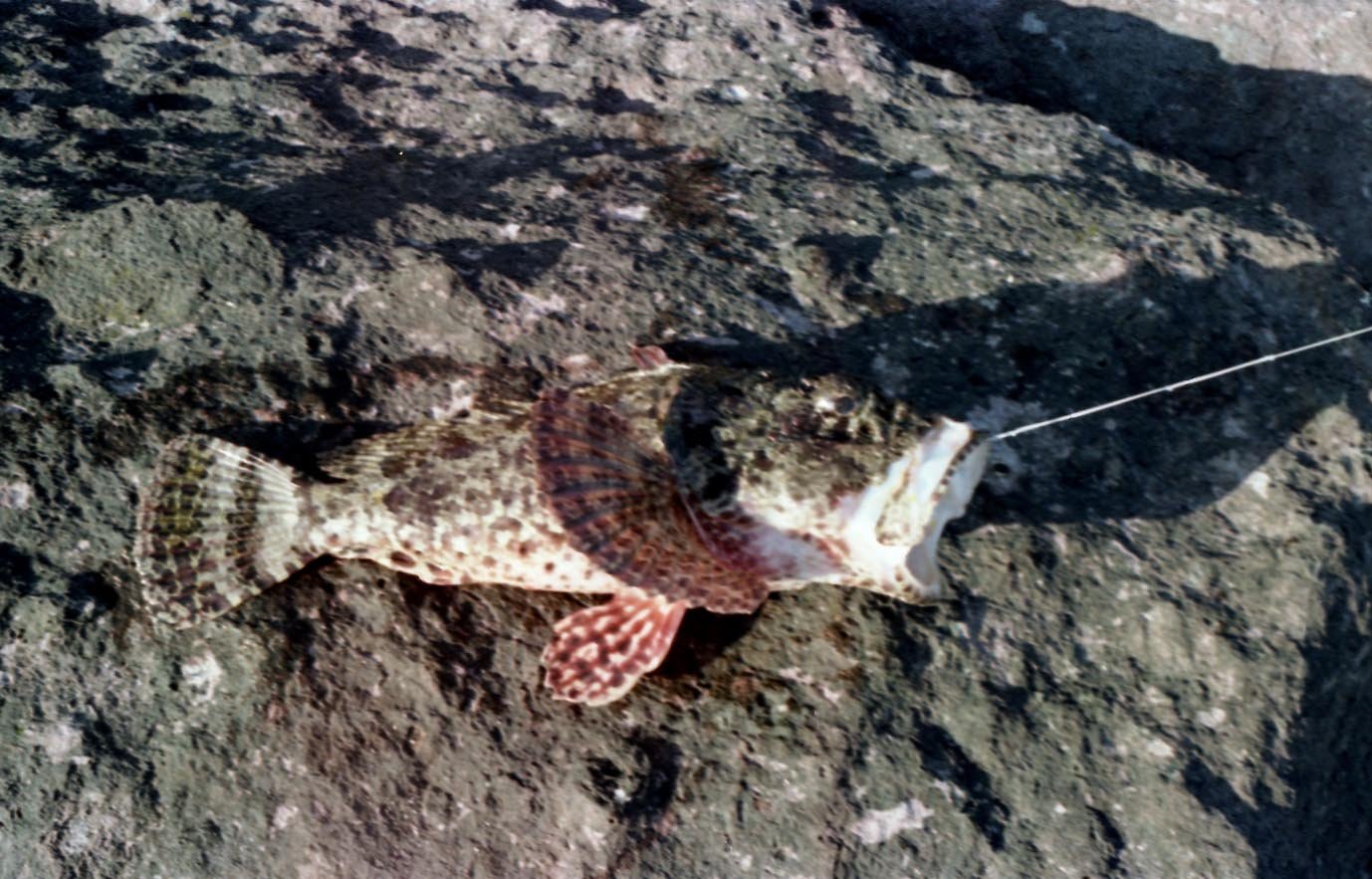 Scorpionfish caught from a rock in the Sea of Cortez near Puertecitos Baja 1980