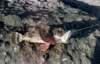 Scorpionfish caught from a rock in the Sea of Cortez near Puertecitos Baja 1980 