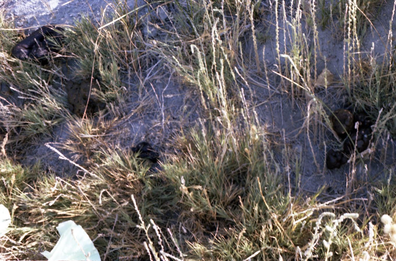 roll08_013.jpg