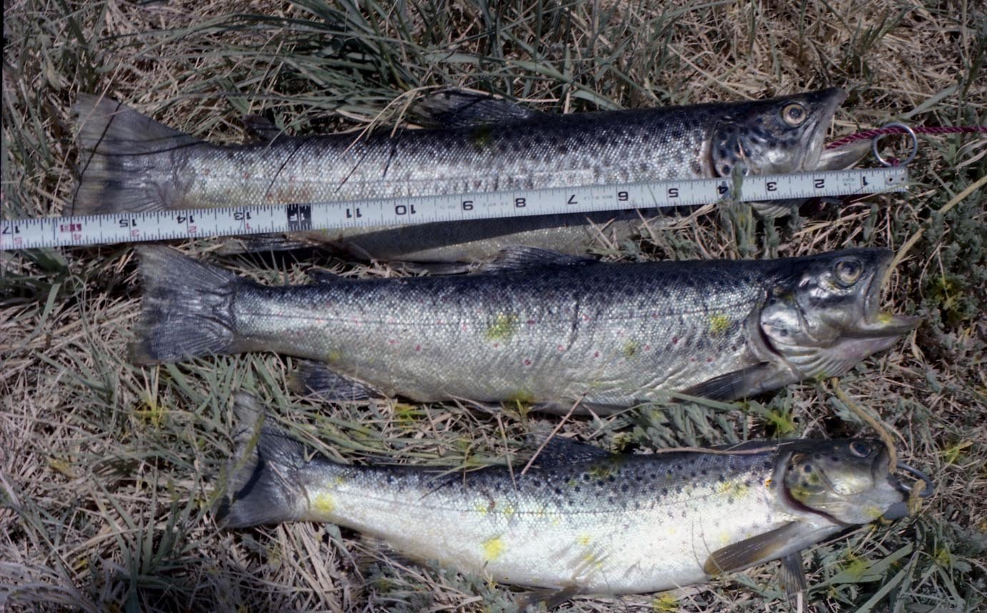 Brown trout caught from the Owens River using crickets 1981  