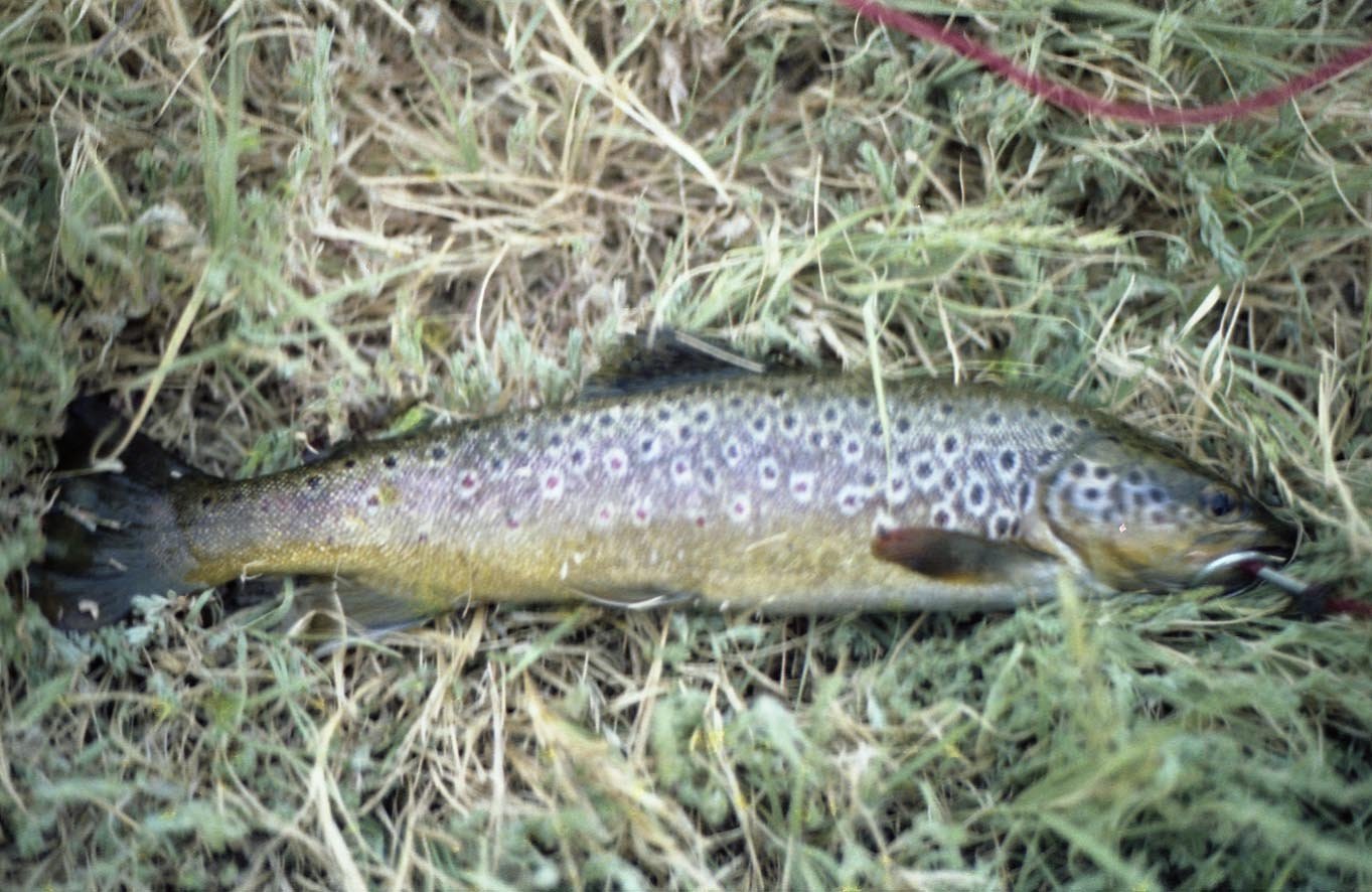 Brown trout caught with crickets from the Owens River 1981