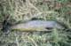 Brown trout caught with crickets from the Owens River 1981