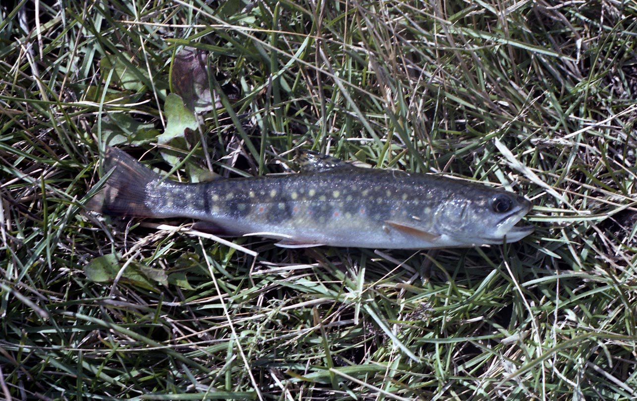 Brook trout caught from Breakwall Darry's Mom's buddy's pond in Colorado 1982