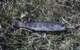 Brook trout caught from Breakwall Darry's Mom's buddy's pond in Colorado 1982