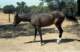 roll15_002_small.jpg