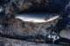 roll16_002_small.jpg
