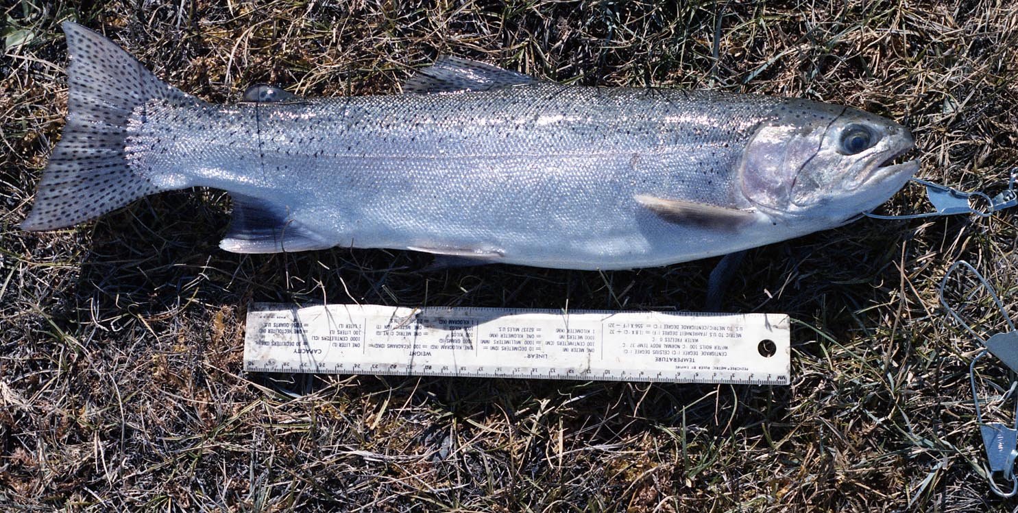 Kamloops rainbow trout from the Owens River above Crowley Lake 1985   
