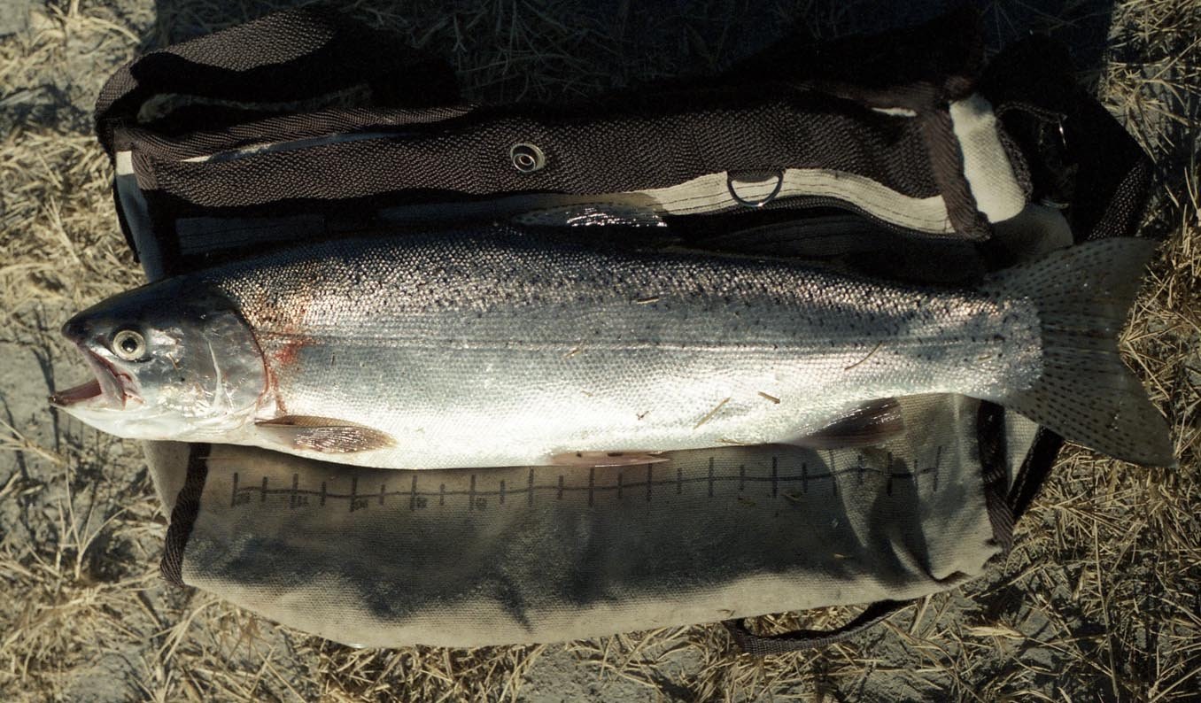 Nice size Kamloops rainbow from the Owens River above Lake Crowley 1986
