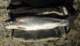 Nice size Kamloops rainbow from the Owens River above Lake Crowley 1986