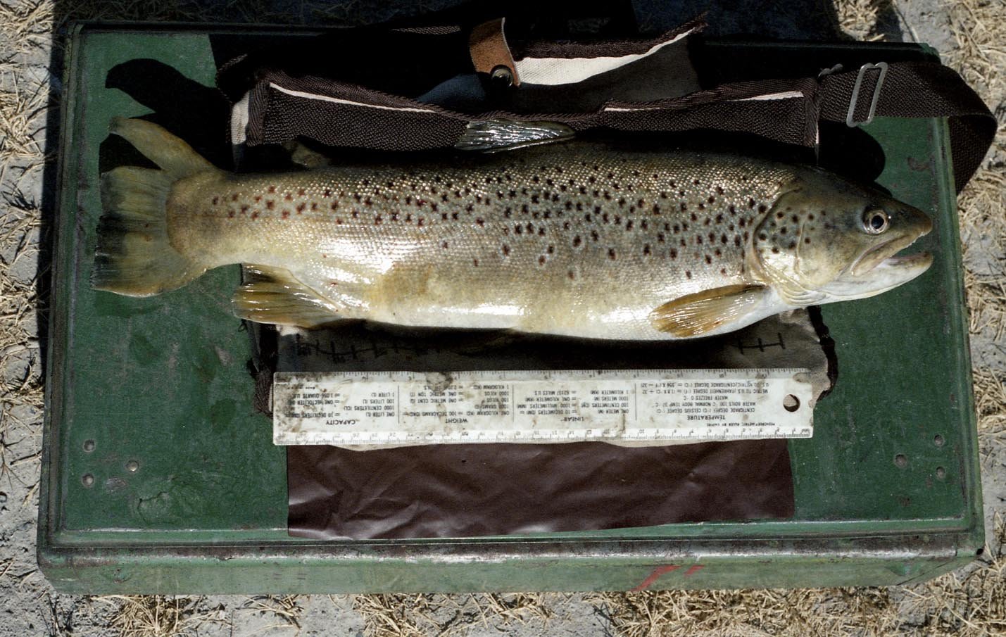 3-8 brown trout from Upper Owens River using a mudler minnow fly 1986