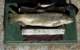 3-8 brown trout from Upper Owens River using a mudler minnow fly 1986